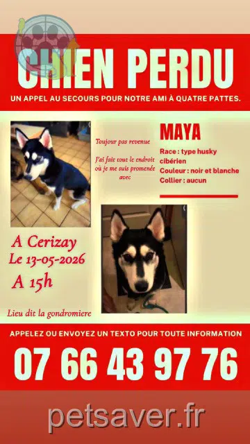 Hündin lost   79140 Cerizay Maya