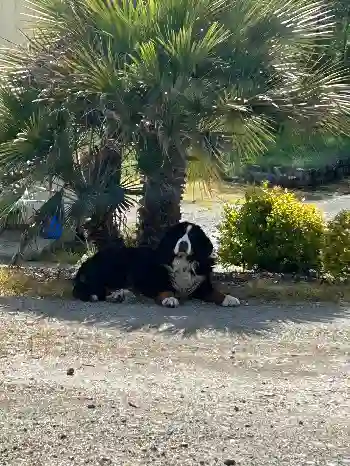 Chienne Perdue 79 Deux-Sèvres Moncoutant-sur-Sèvre - Houpette Chienne Perdue 79 Deux-Sèvres Moncoutant-sur-Sèvre - Houpette