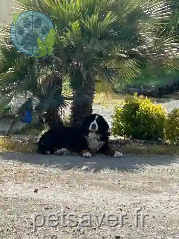 Chienne Perdue 79 Deux-Sèvres Moncoutant-sur-Sèvre - Houpette Chienne Perdue 79 Deux-Sèvres Moncoutant-sur-Sèvre - Houpette