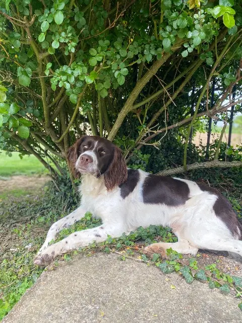 chienne lost   79150 Saint Maurice Étusson Unix