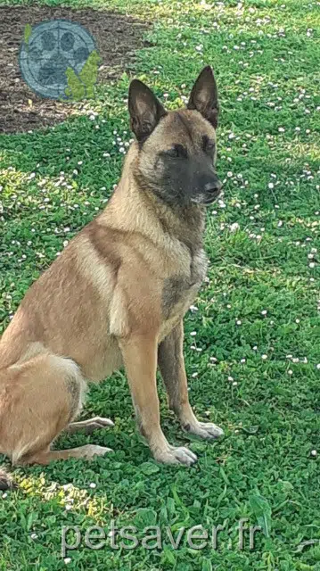 chienne lost   79500 Melle Tina