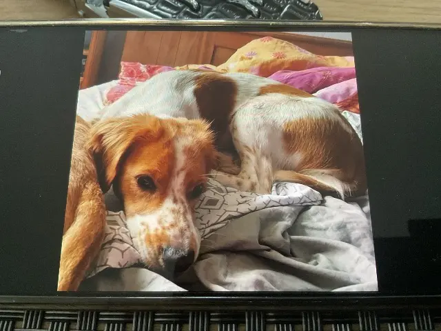 chienne lost   79200 Parthenay Vanille