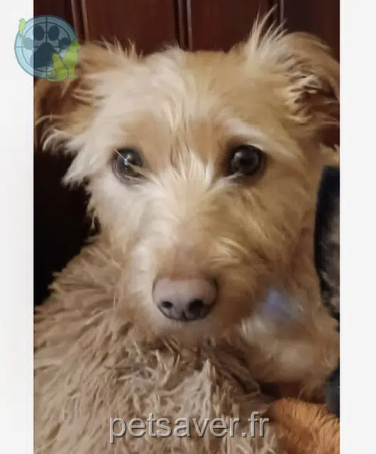 chienne lost   79000 Niort Viki