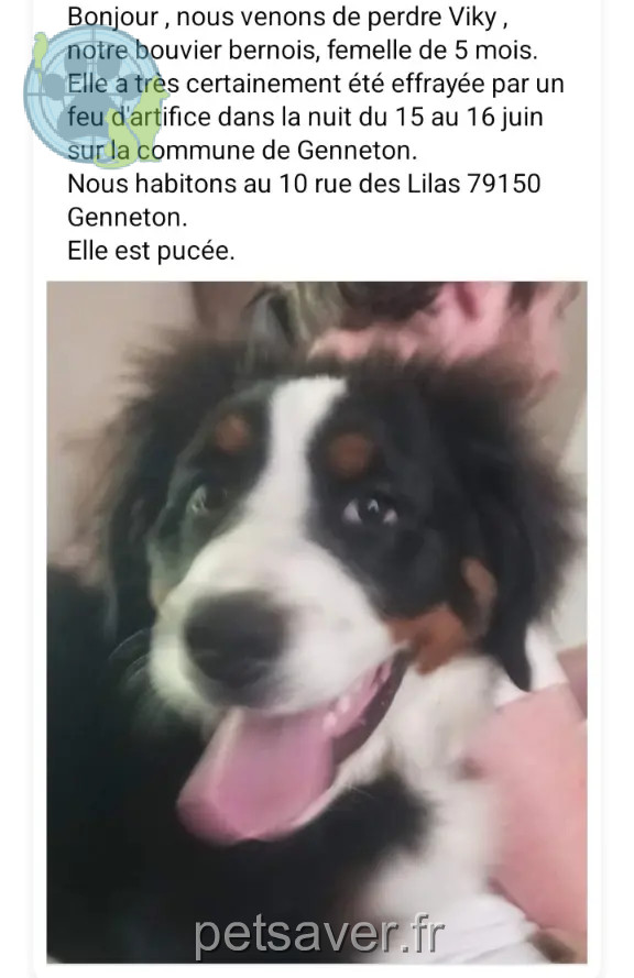 Chienne Perdue 79 Deux-Sèvres - Viky Chienne Perdue 79 Deux-Sèvres - Viky