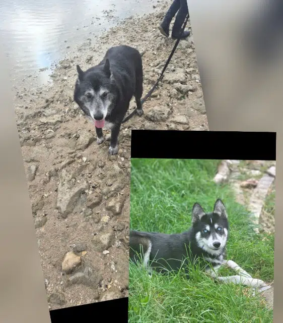 chienne lost   79410 Saint-Gelais Üka