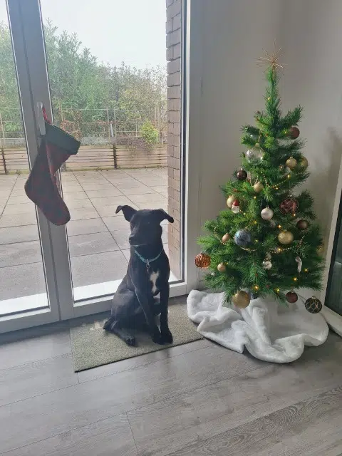 chienne lost    Amiens Dina