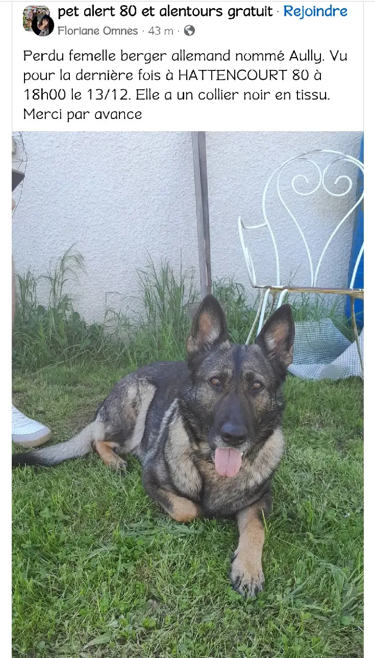 Chienne Perdue 80 Somme - Aully Chienne Perdue 80 Somme - Aully
