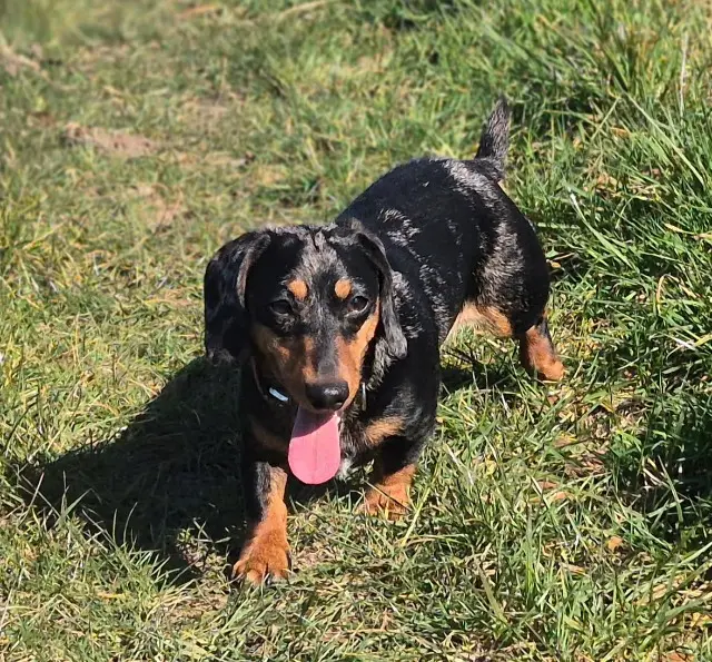 chienne lost   80100 Abbeville Colette