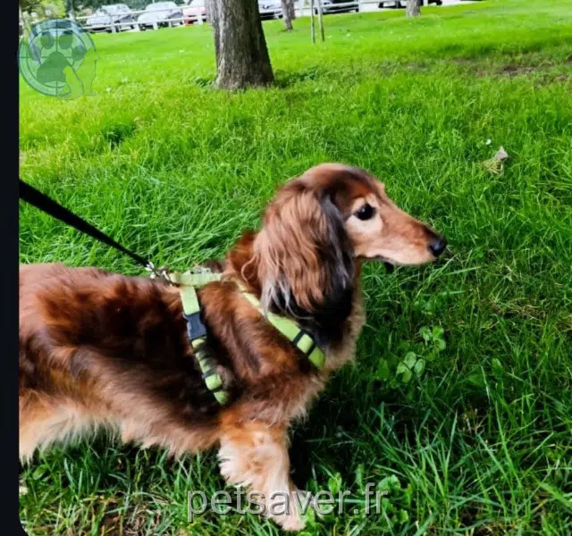 chienne lost   80300 Albert Jessi