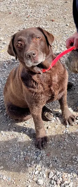 chienne lost   80340 Cappy Mila