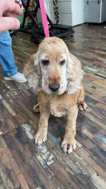 chienne lost   80690 Francières Polly
