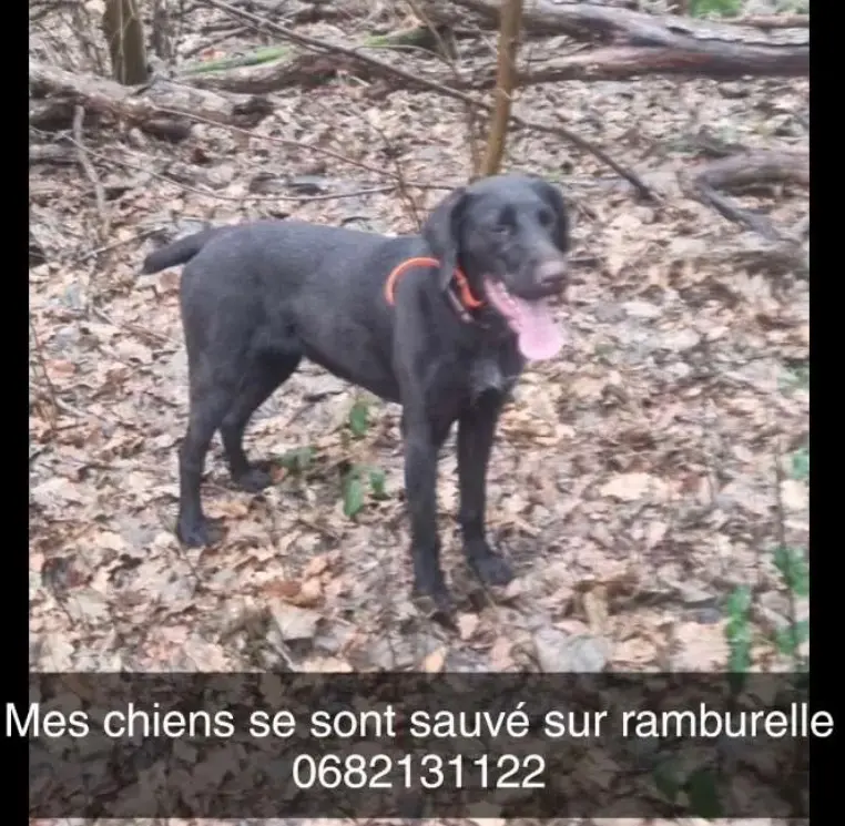 Chienne Perdue 80 Somme - Shiva-et-una Chienne Perdue 80 Somme - Shiva-et-una