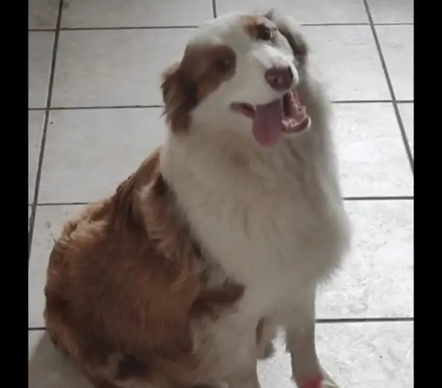 chienne lost   80360 Sailly-Saillisel Talya