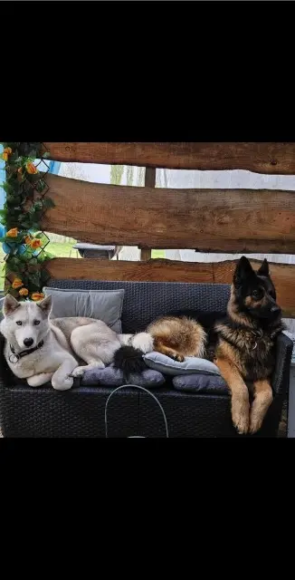 chienne lost   80640 Hornoy-le-Bourg Taïs Elfie