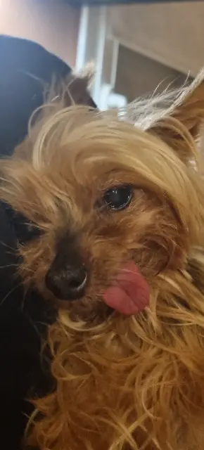 dog lost   80460 Friaucourt Tina