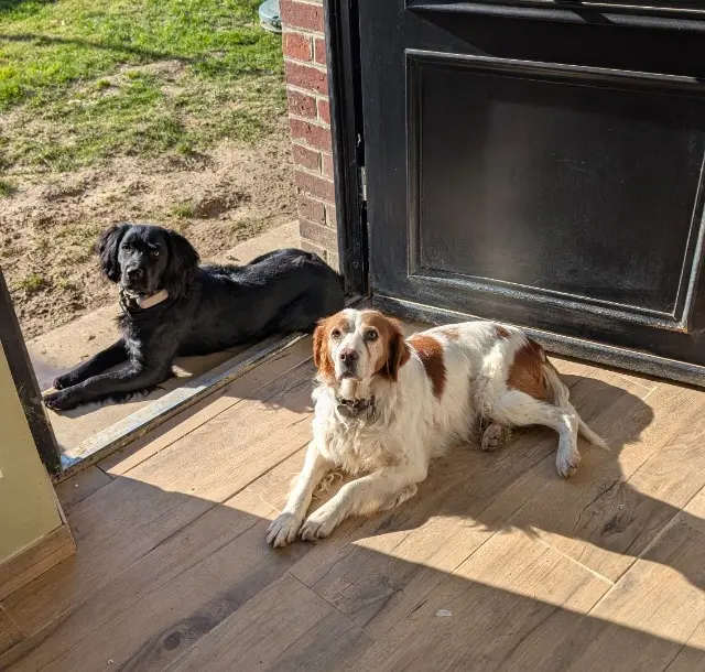 chienne lost   80340 Fontaine-lès-Cappy Unik et Laska