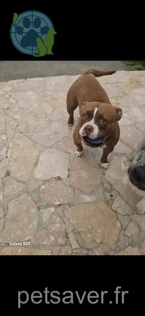 teef vermist 80980 Dompierre-Becquincourt Valka teef lost 80980 Dompierre-Becquincourt Valka