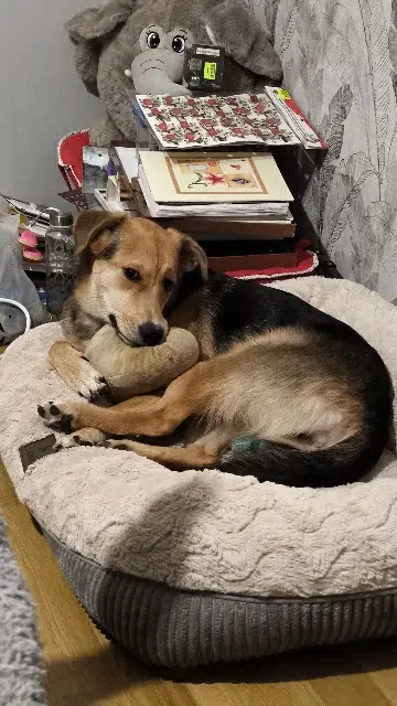 chienne lost   81000 Albi Alba