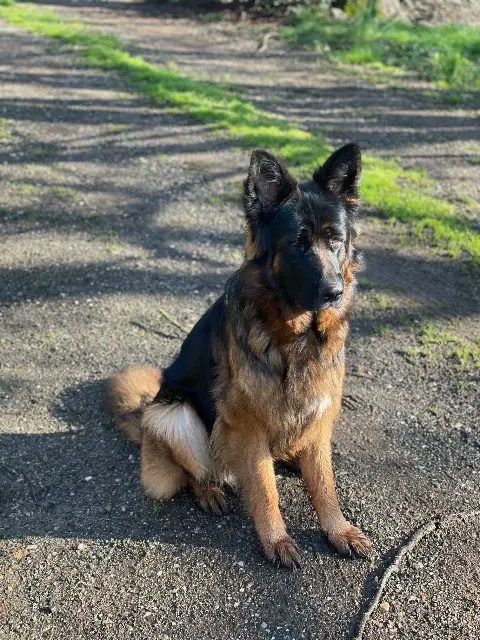 chienne lost   81360 Montredon-Labessonnié Arya