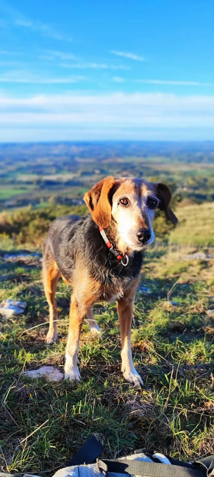 Chienne Perdue 81 Tarn - Bambou