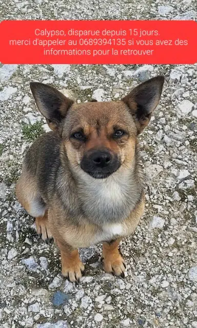 chienne lost   81600 Montans Calypso