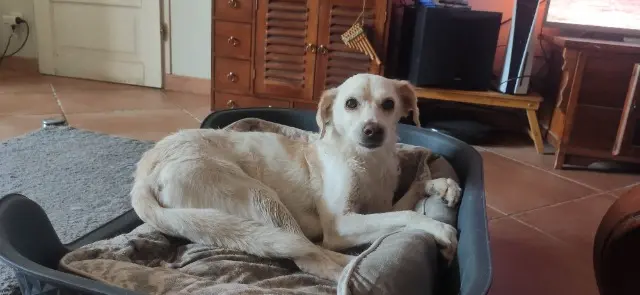 chienne lost   81800 Grazac Demi