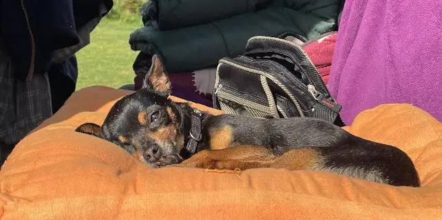 chienne lost   81000 Albi Eva