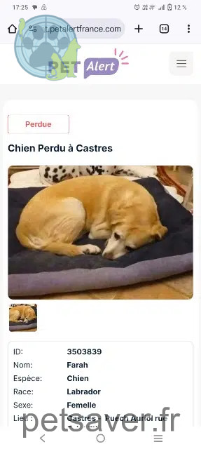 cagna persa 81100 Castres Farah cagna lost 81100 Castres Farah