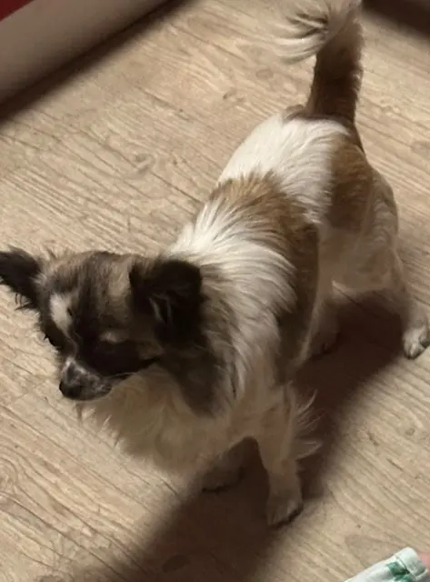 chienne lost   81100 Castres Fidji