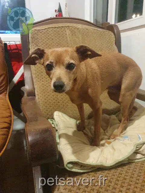 dog lost 81190 Saint-Christophe Gaëlle dog lost 81190 Saint-Christophe Gaëlle