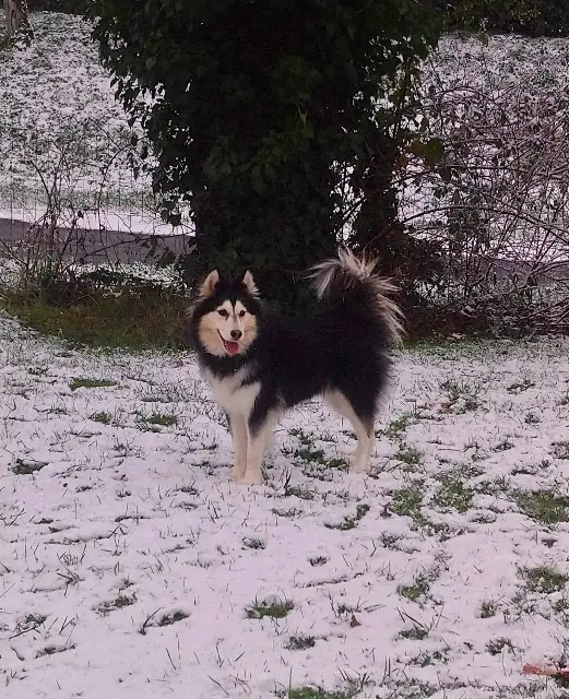 chienne lost   81130 Cagnac-les-Mines Layla