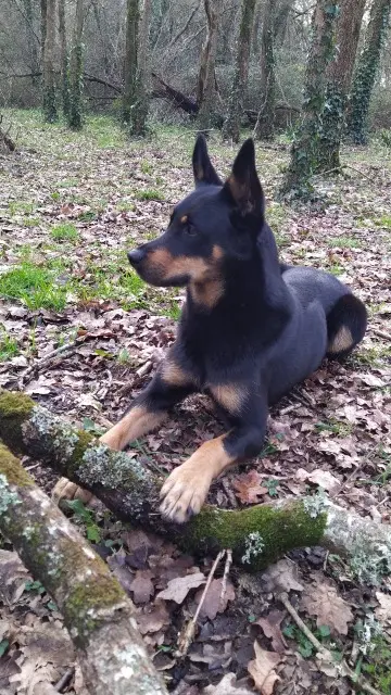 chienne lost   81140 Cahuzac-sur-Vère Lua