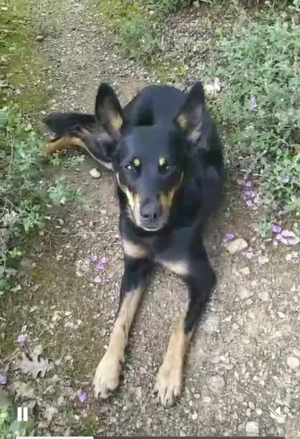 chienne lost   81140 Cahuzac-sur-Vère Lua