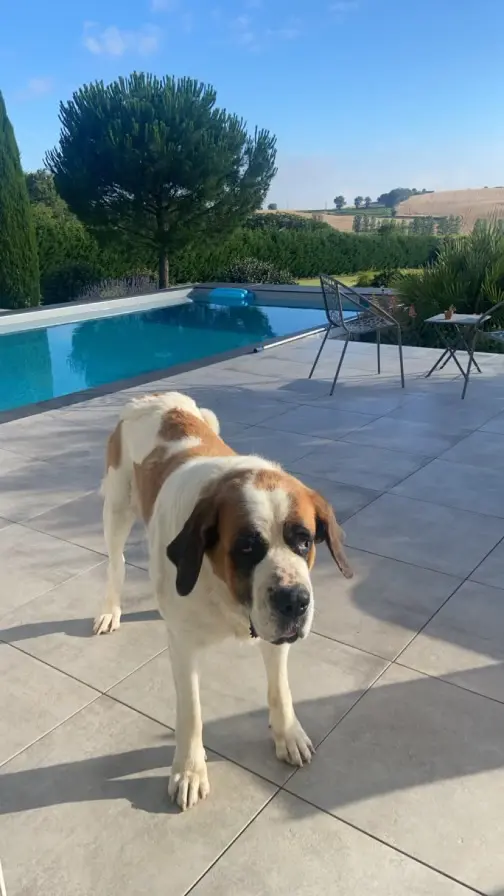 Chienne Perdue 81 Tarn - Nina Chienne Perdue 81 Tarn - Nina