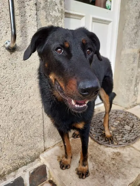 chienne lost   81260 Le Bez Patoune