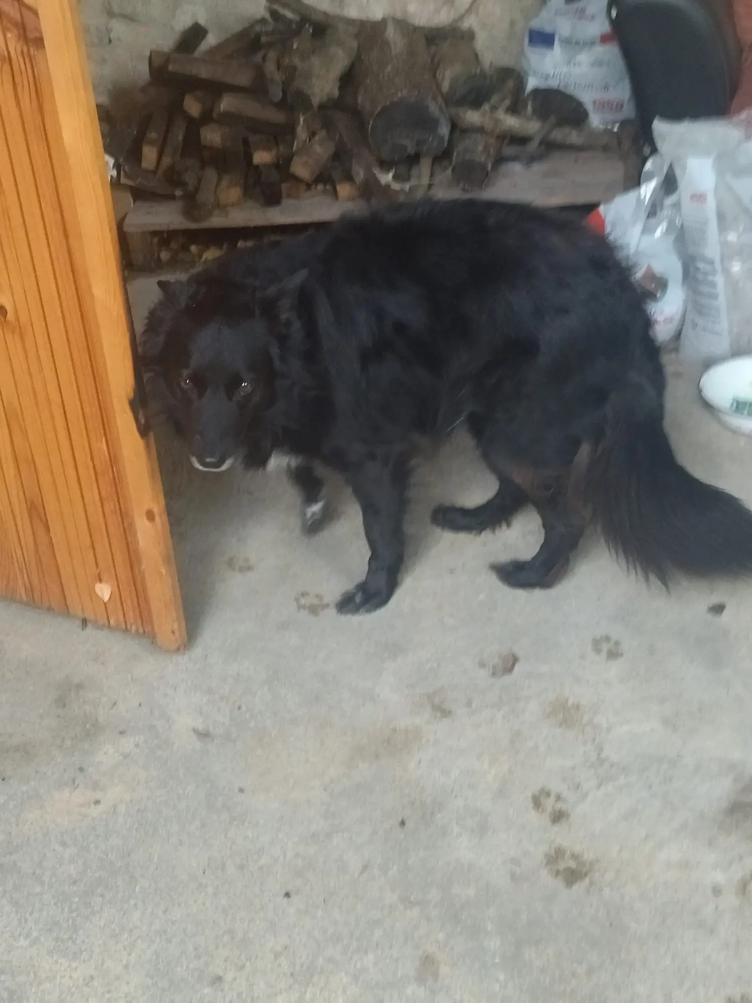 Chienne Perdue 81 Tarn - Romy Chienne Perdue 81 Tarn - Romy