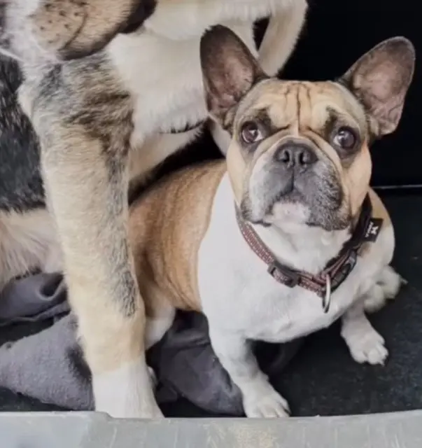 chienne lost   81000 Albi Suzie