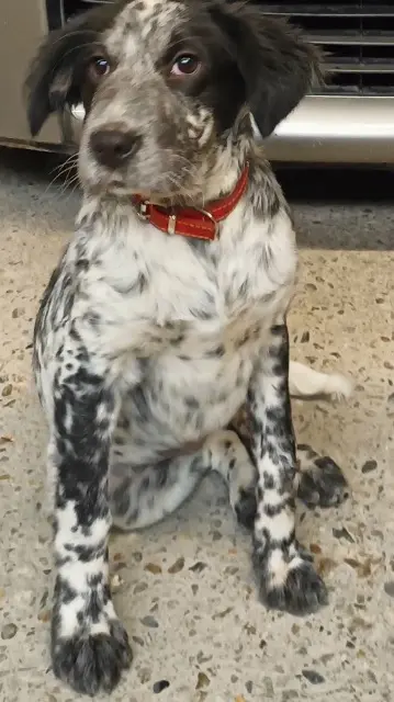 chienne lost   81210 Lacrouzette Tina