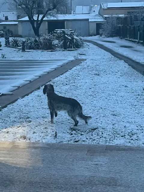 chienne lost   81160 Saint-Juéry Uma