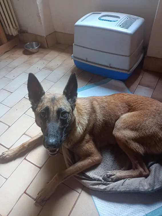 Chienne Perdue 81 Tarn Chienne Perdue 81 Tarn