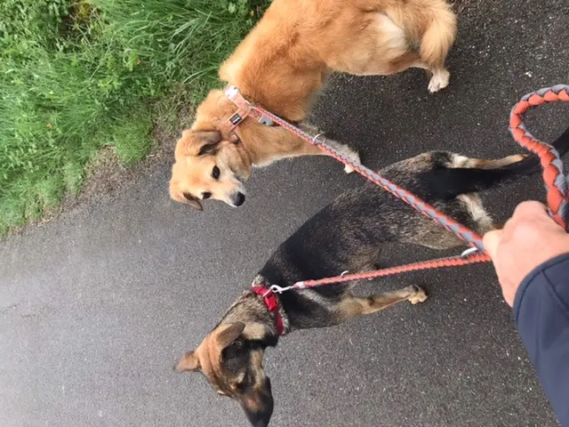 chienne lost   82160 Saint-Projet Amor et suki