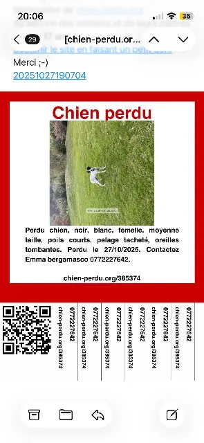 chienne lost   82000 Montauban Ash