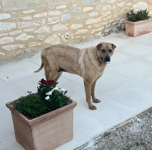 chienne lost   82240 Puylaroque Happy