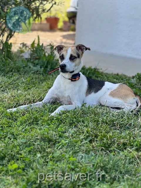 chienne lost   82600 Comberouger Haya