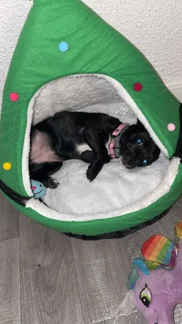 chienne lost   82100 Saint-Aignan Lilo