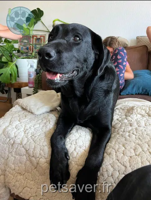 chienne lost 82000 Montauban Mia