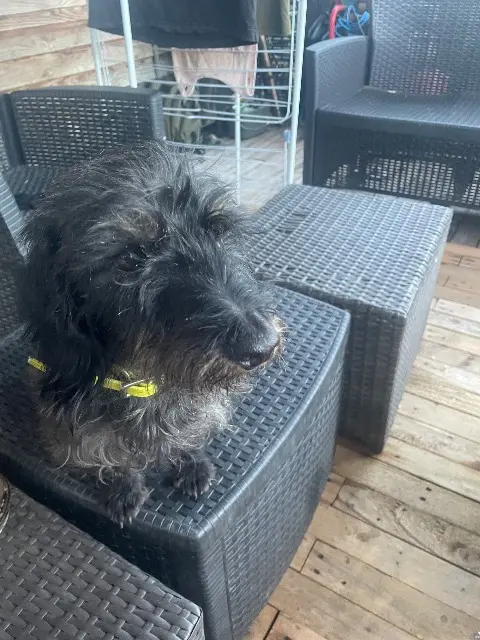 chienne lost   82370 Labastide-Saint-Pierre Mila