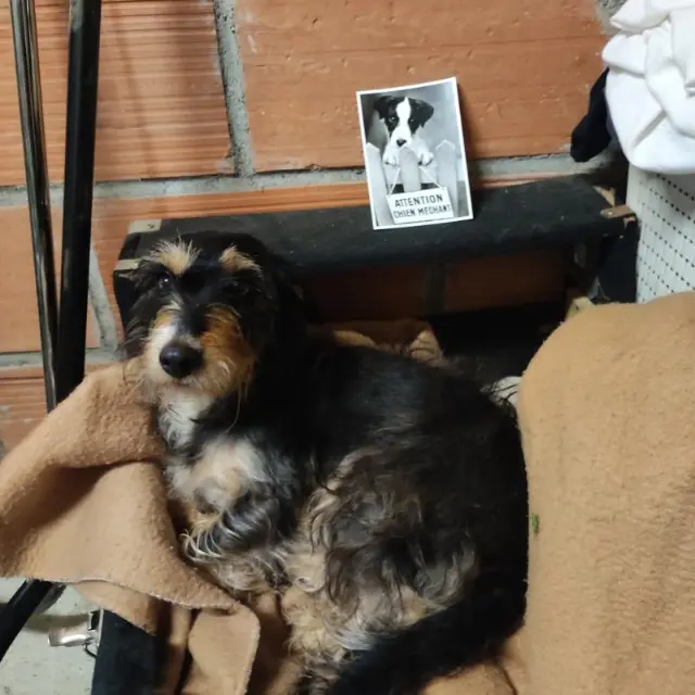 chienne lost   82100 Castelsarrasin Noisette