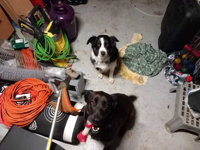 chienne lost   82370 Corbarieu Prim
