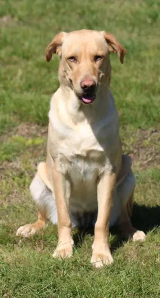 Chienne Perdue 82 Tarn-et-Garonne - Princesse Chienne Perdue 82 Tarn-et-Garonne - Princesse